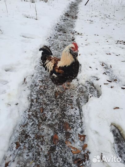 Петух кохинхин