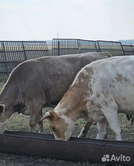 Бараны, Телки