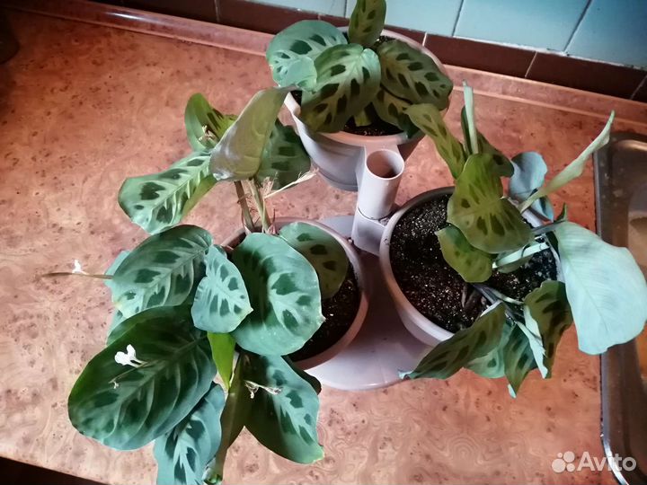 Комнатные цветы