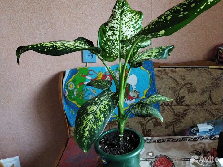 Комнатные цветы