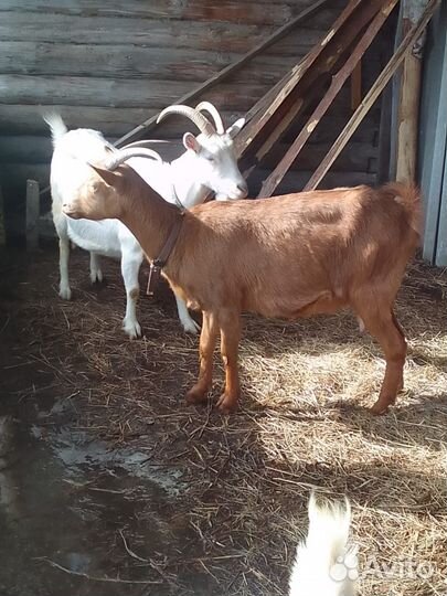 Козы дойные