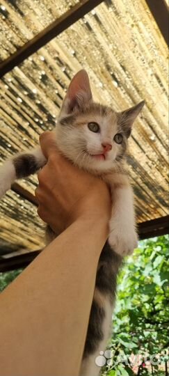 Кошка в дар бесплатно
