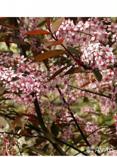 Черемуха Колората