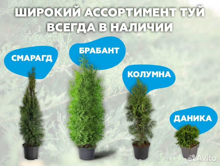 Туя 180 см