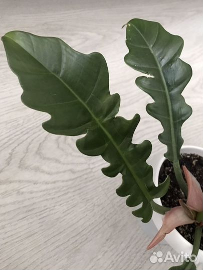 Филодендрон