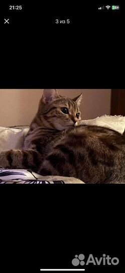 Бенгальская кошка