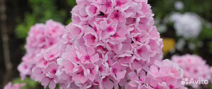 Флоксы мелкоцветковые