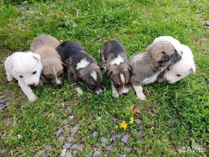 Щенки в добрые руки