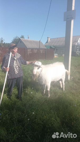 Козел на вязку