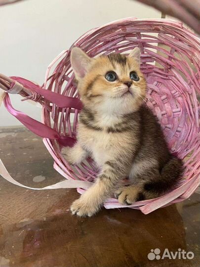 Котята золотая шиншилла