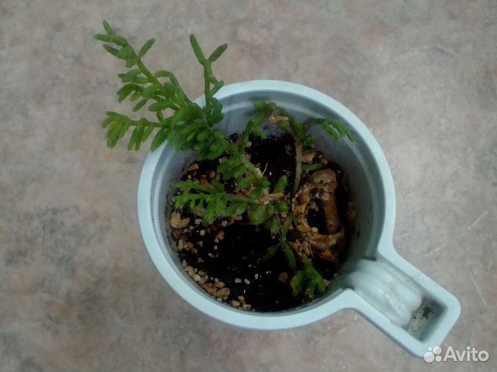 Комнатные цветы