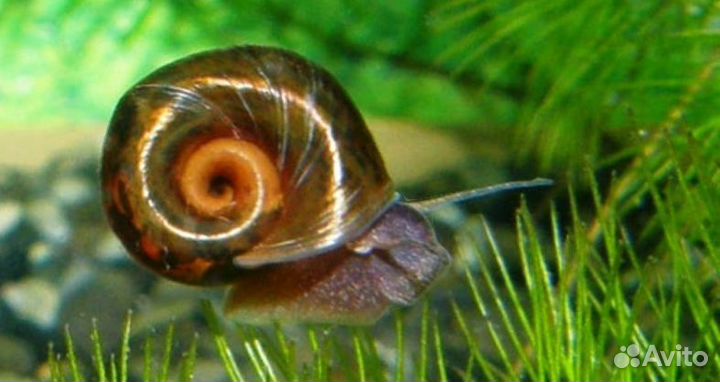 Улитки аквариумные