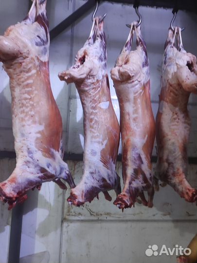 Мясо свинины, говядины, конины и баранины