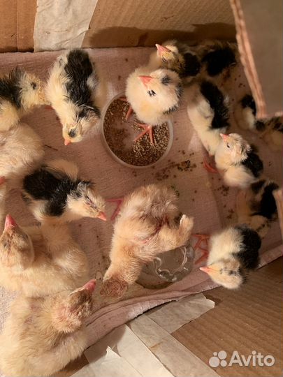 Цыплята леггорн долматинец