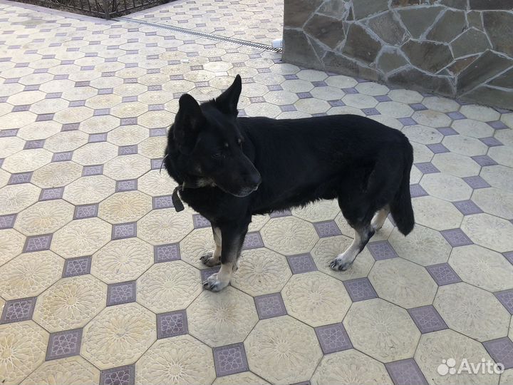 Восточноевропейская овчарка вязка