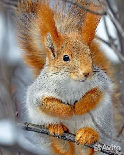 Алтайская белка