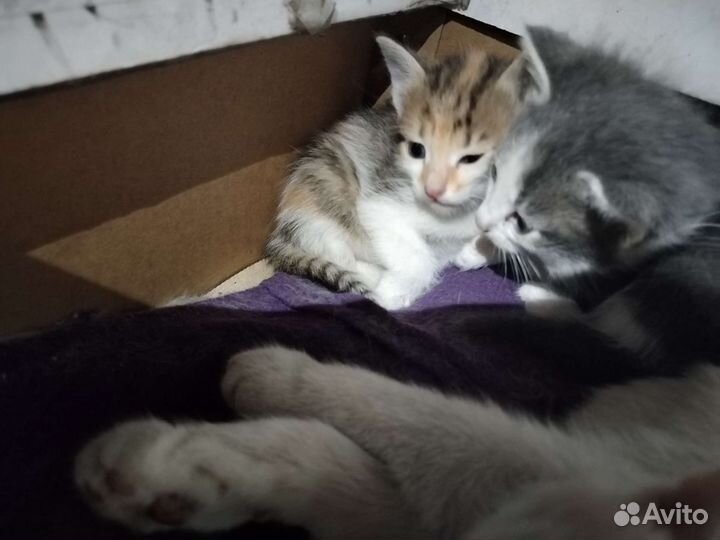 Никому не нужны