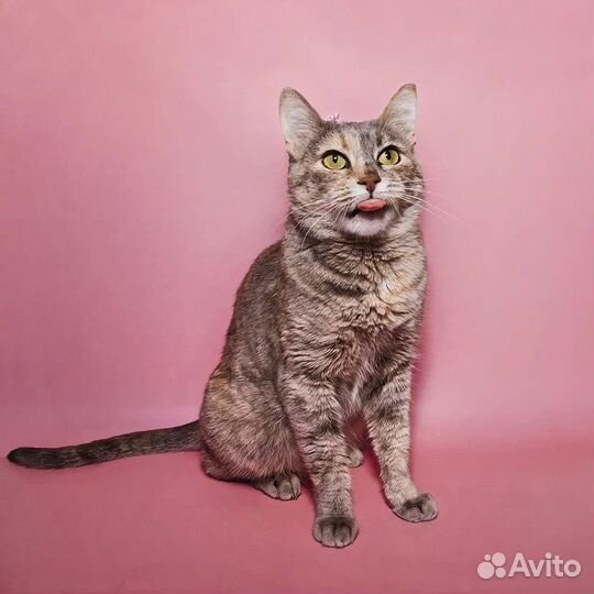 Британская кошка в дар бесплатно Клюква