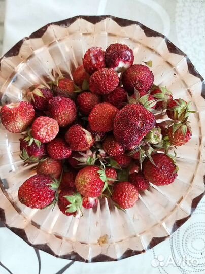 Клубника ремонтантная