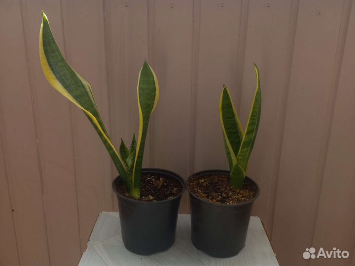 Сансевиерия