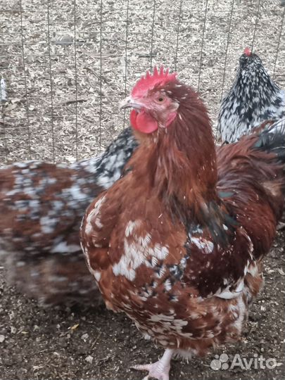 И.Я.породных кур.цыплята под заказ