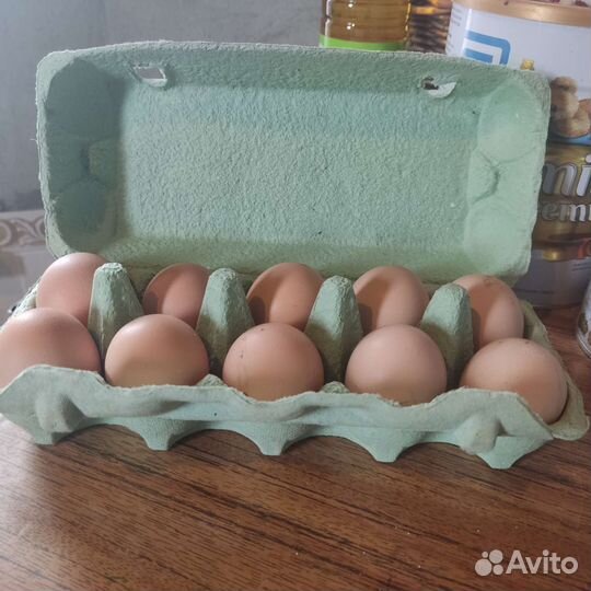 Инкубационное яйцо