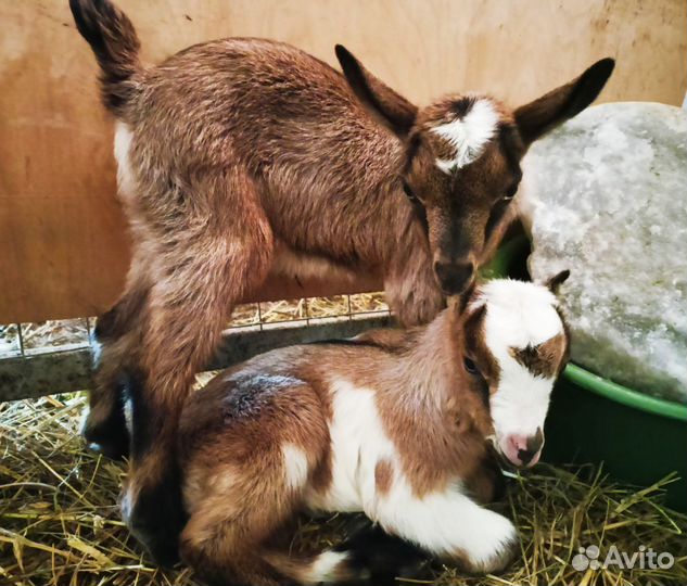 Козы Чешки, вислобрюхие вьетнамские поросята.Бронь