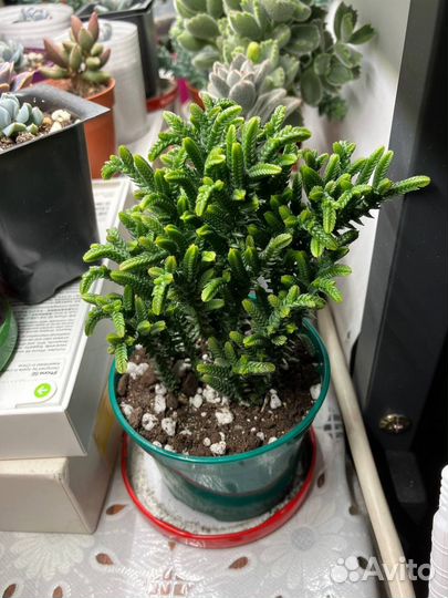 Суккулент Крассула плауновидная