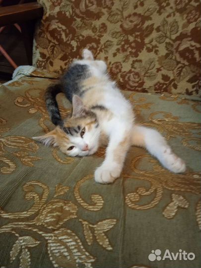 Кошка в дар