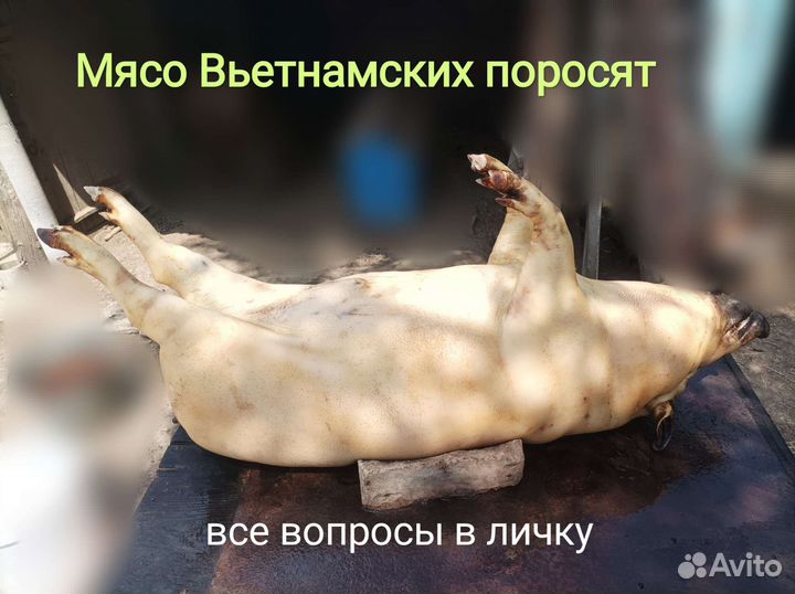 Вьетнамские свиньи