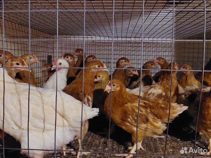 Куры несушки