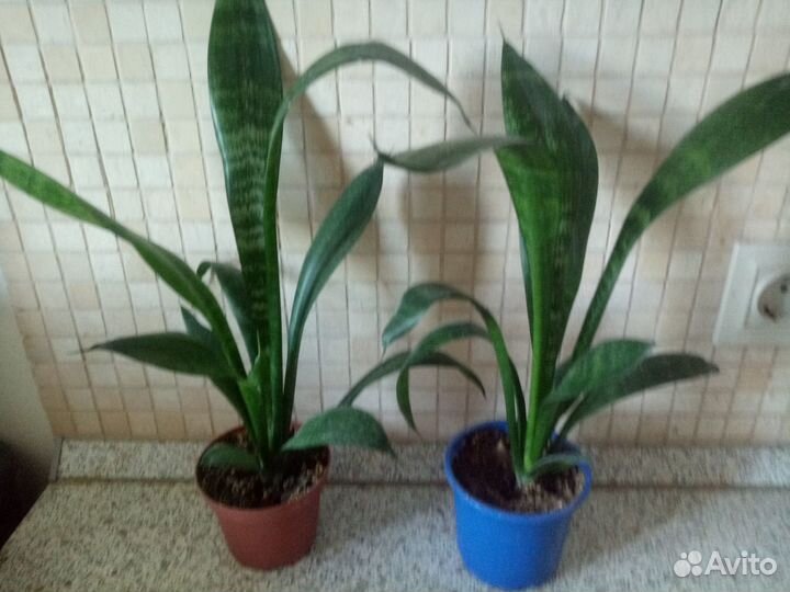 Сансевьерия тещин язык