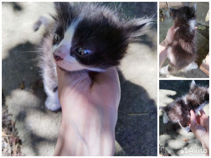 Бездомные котята