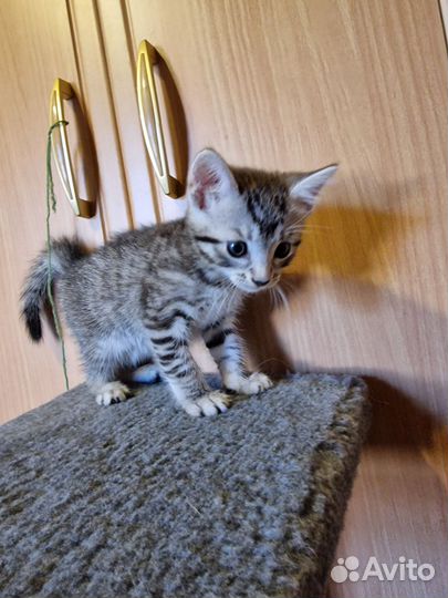 Котёнок бесплатно