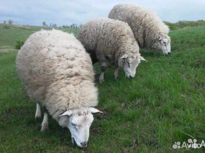 Куйбышевский баран