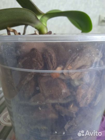 Орхидея фаленопсис