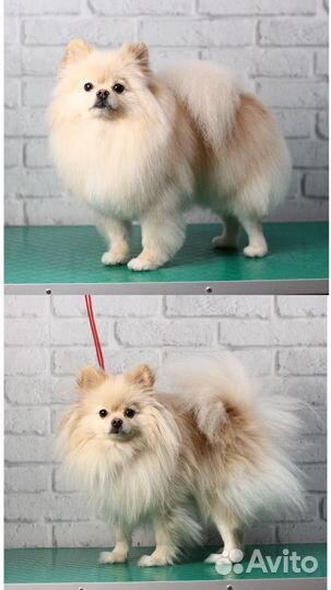 Груминг, стрижка собак: йорк, шпиц, пудель и др