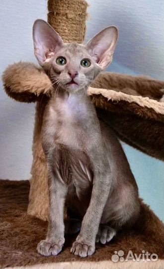 Ориентальная