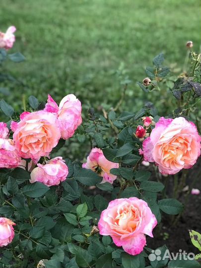 Вещи пакетом