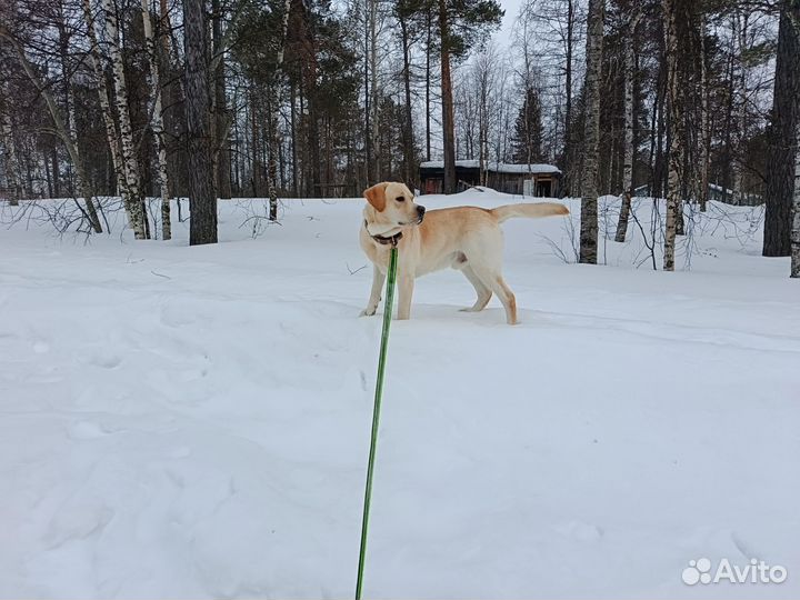 Отдам в добрые руки лабрадора