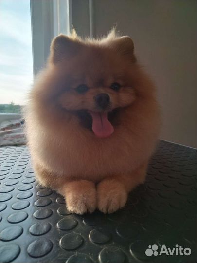 Стрижка собак