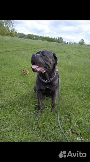 Кане корсо в добрые руки