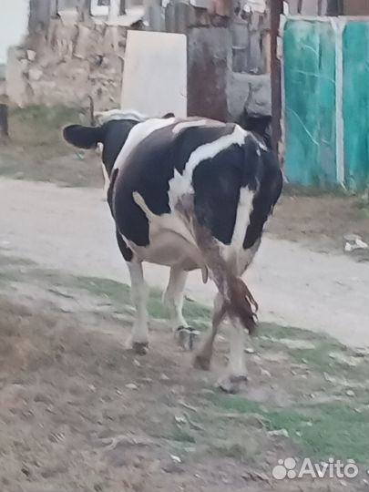 Первотёлка