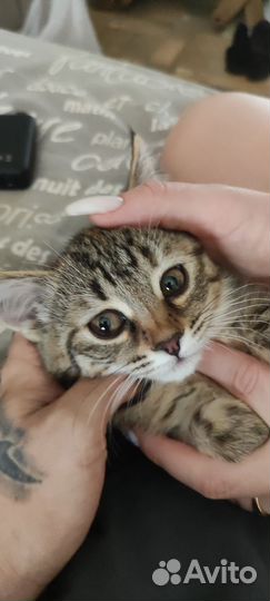 Котенок в добрые руки