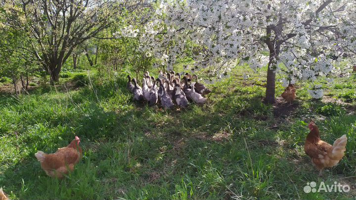 Домашние уточки, куриные яйца, молоко