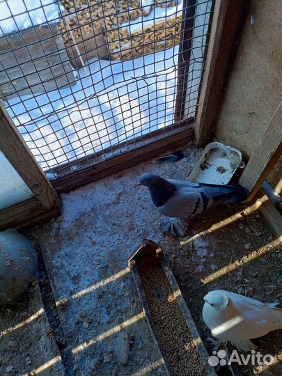 Бойные голуби