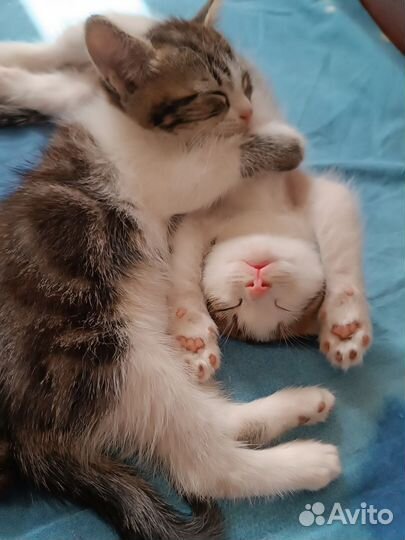 Котята в добрые руки