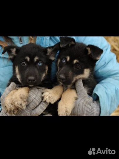Щенки ищут дом