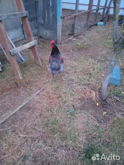 Продаются 2 петуха -4,5 мес