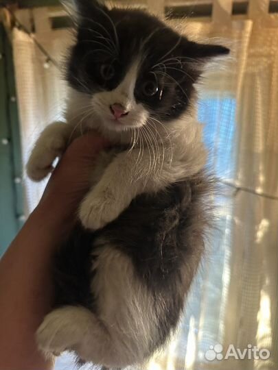 Котенок мальчик